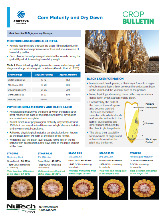 Corn Maturity and Dry Down