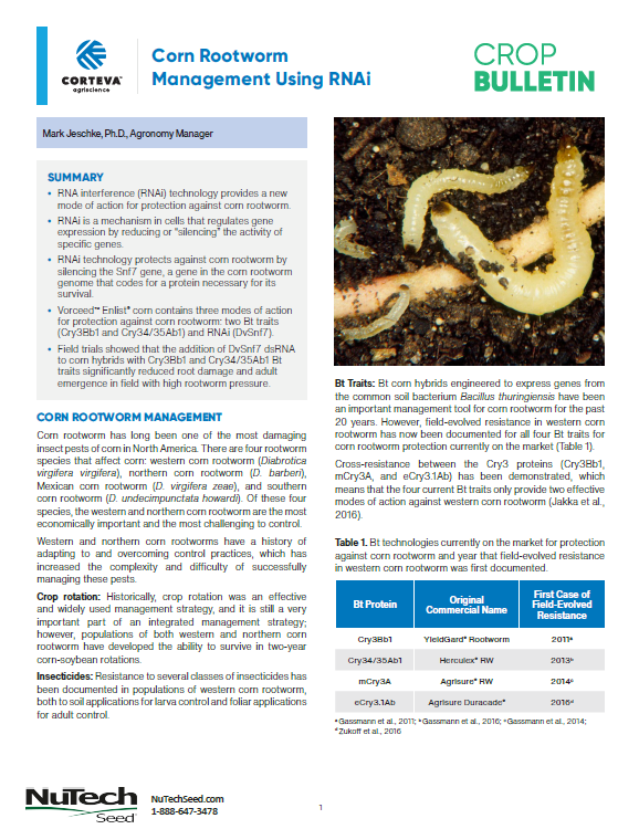 Corn Rootworm Management Using RNAi