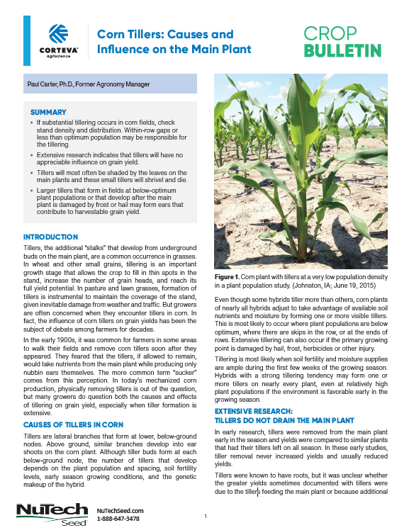 Corn Tillers - Causes and Influences on the Main Plant
