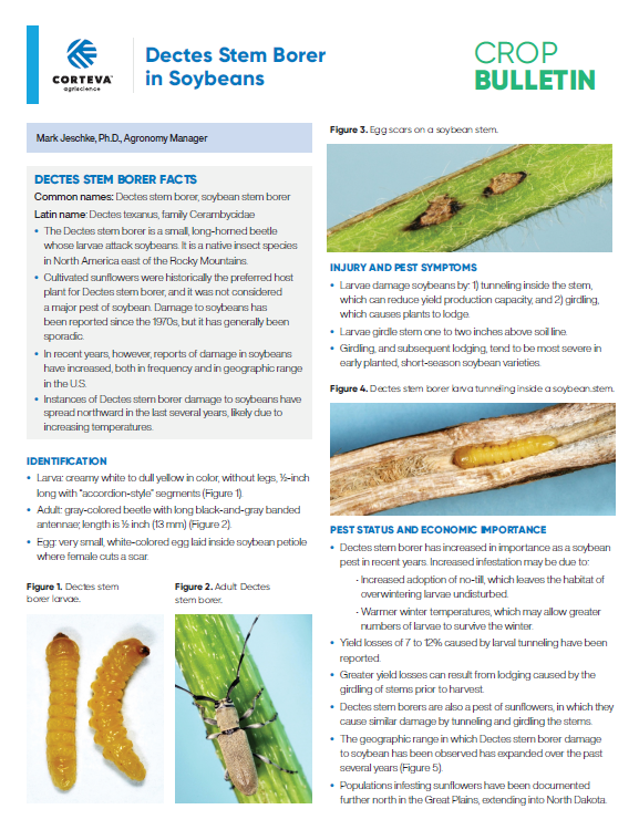 Dectes Stem Borer in Soybeans