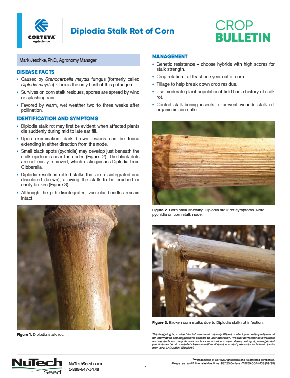 Diplodia Stalk Rot of Corn