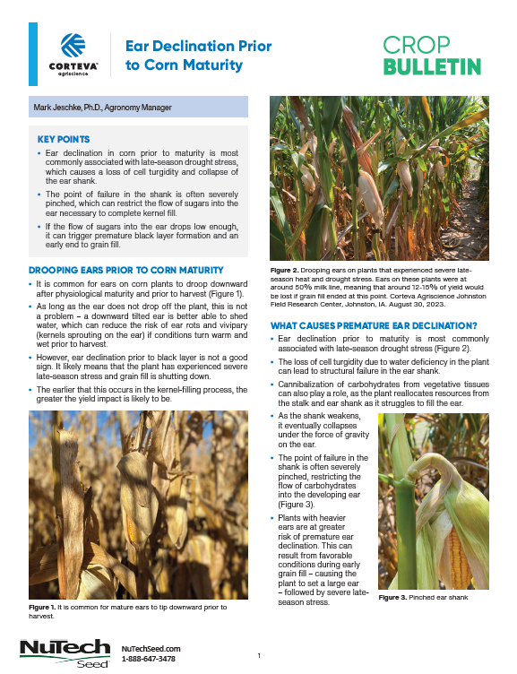 Ear Declination Prior to Corn Maturity