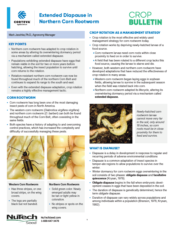 Diplodia Stalk Rot of Corn