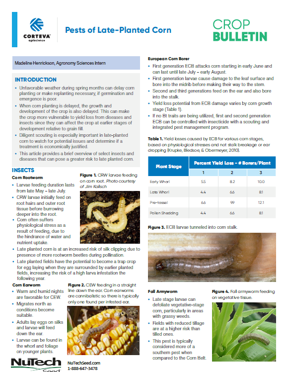 Pests of Late-Planted Corn
