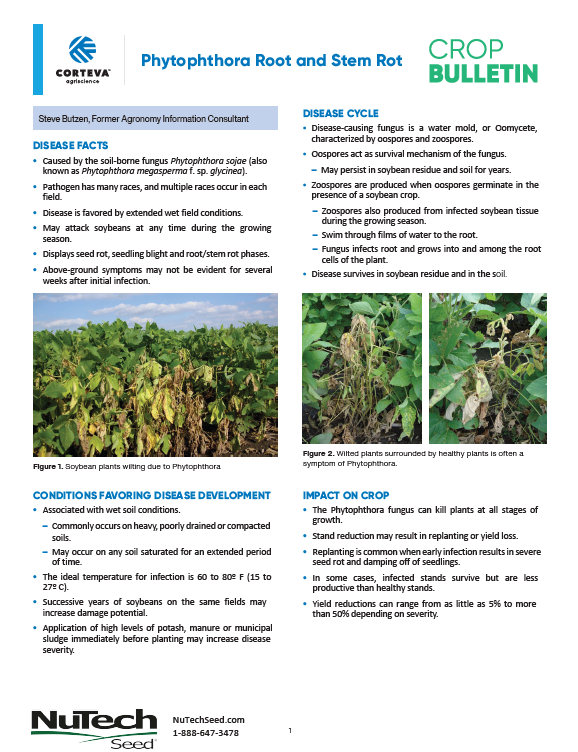 Phytophthora Root and Stem Rot