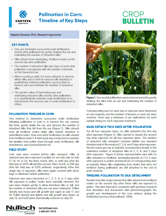 Pollination in Corn: Timeline of Key Steps