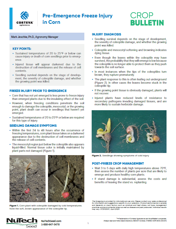 Pre-Emergence Freeze Injury in Corn
