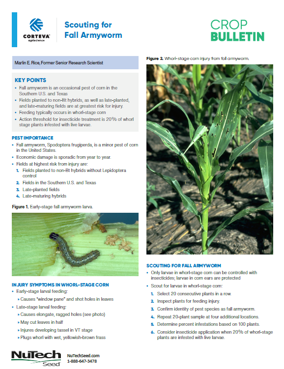 Scouting for Fall Armyworm