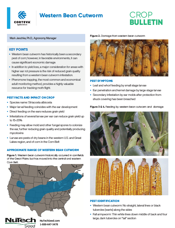 Western Bean Cutworm