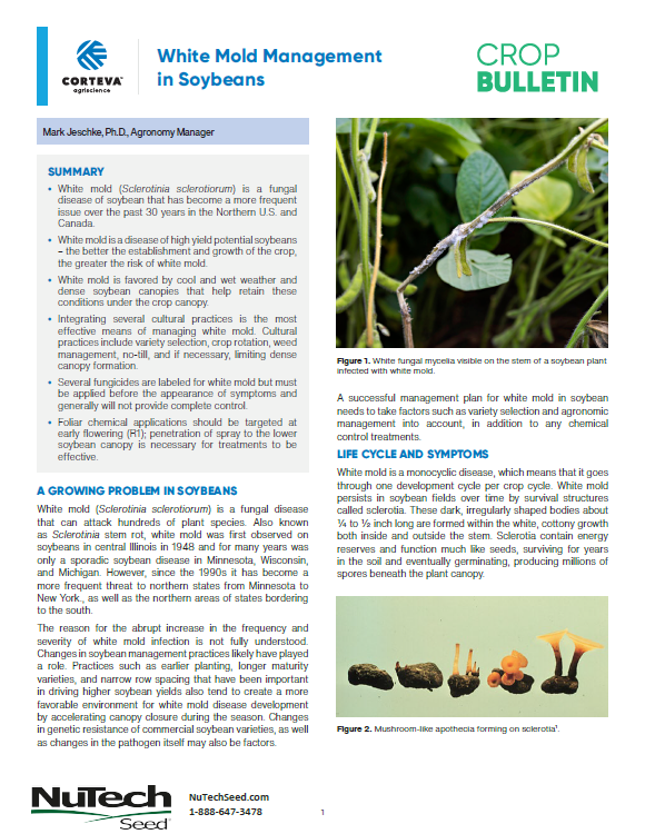 White Mold Management in Soybeans