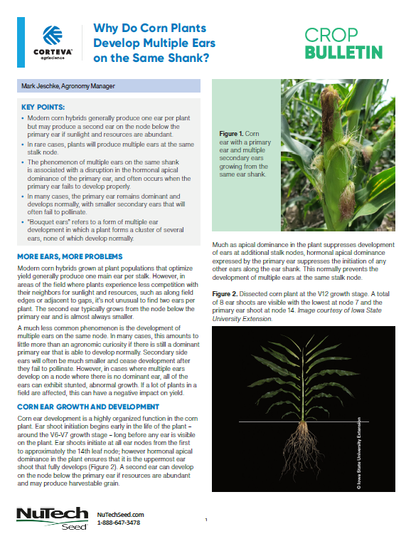 Corn Ear Growth in Response to Foliar Crop Protection Treatments